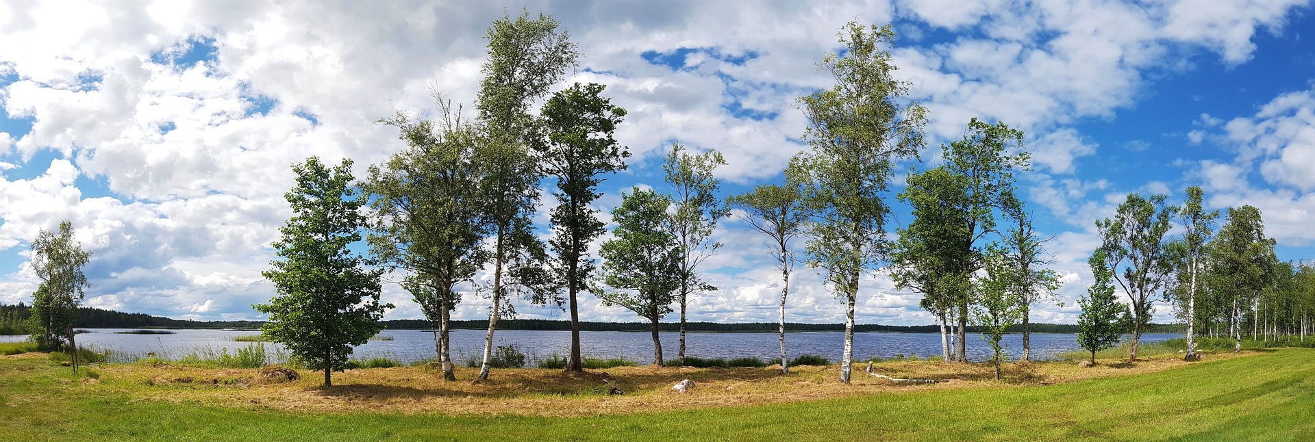 koivuja järven rannalla